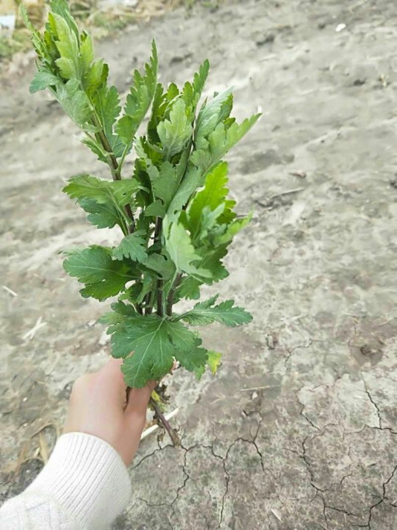 菊花苗