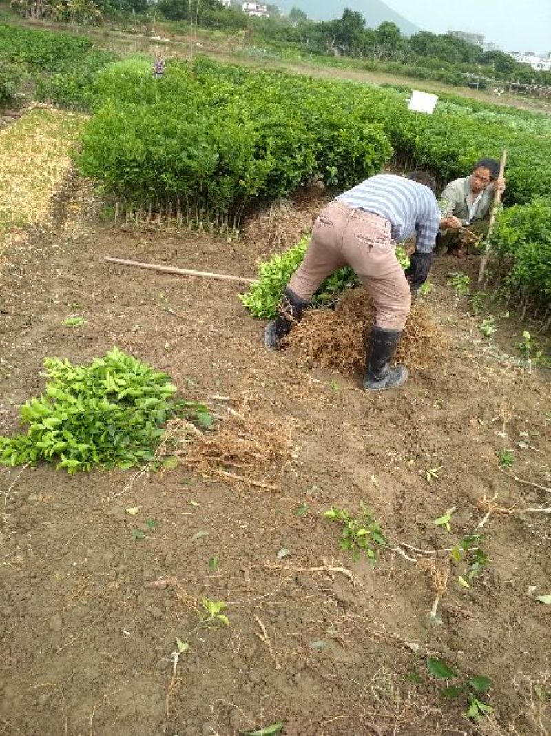沙糖桔苗30~50cm，优质苗木，高产，稳产