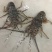 小青龙8只/kg以下