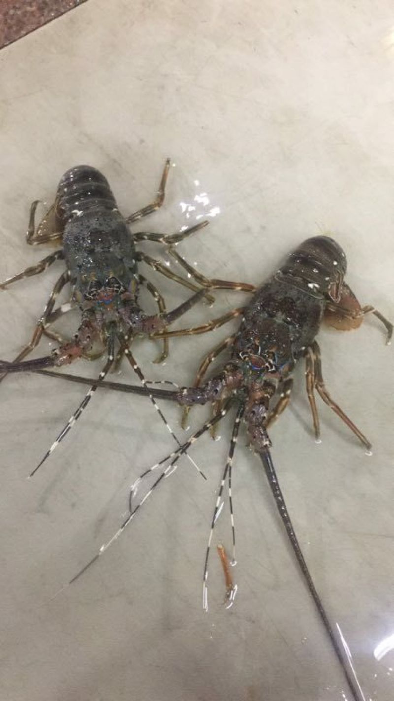 小青龙8只/kg以下