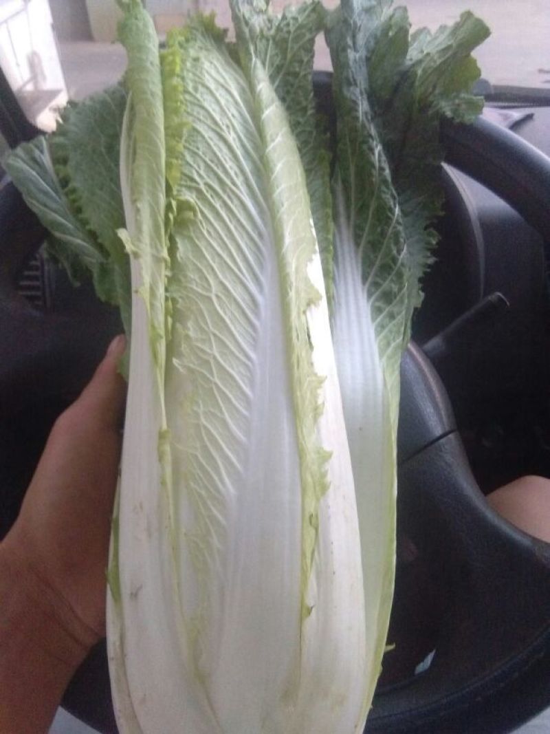 大白菜净菜3~5斤