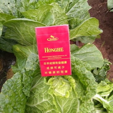 大白菜净菜3~5斤