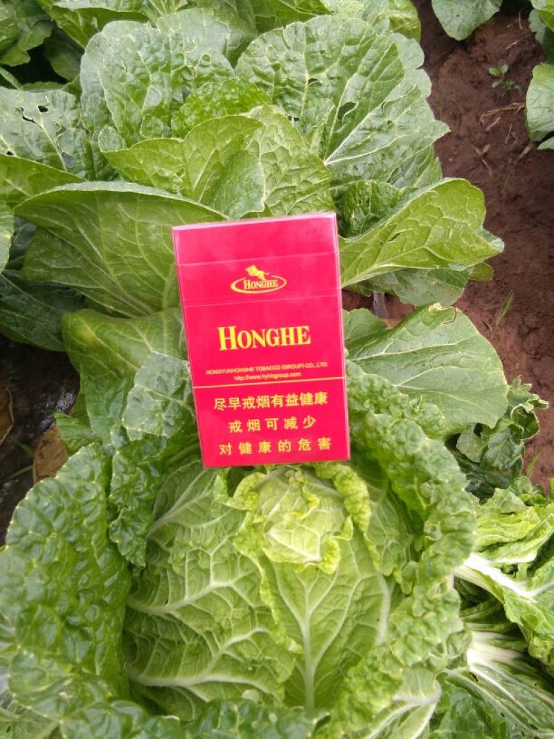 大白菜净菜3~5斤