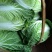 大白菜净菜3~5斤