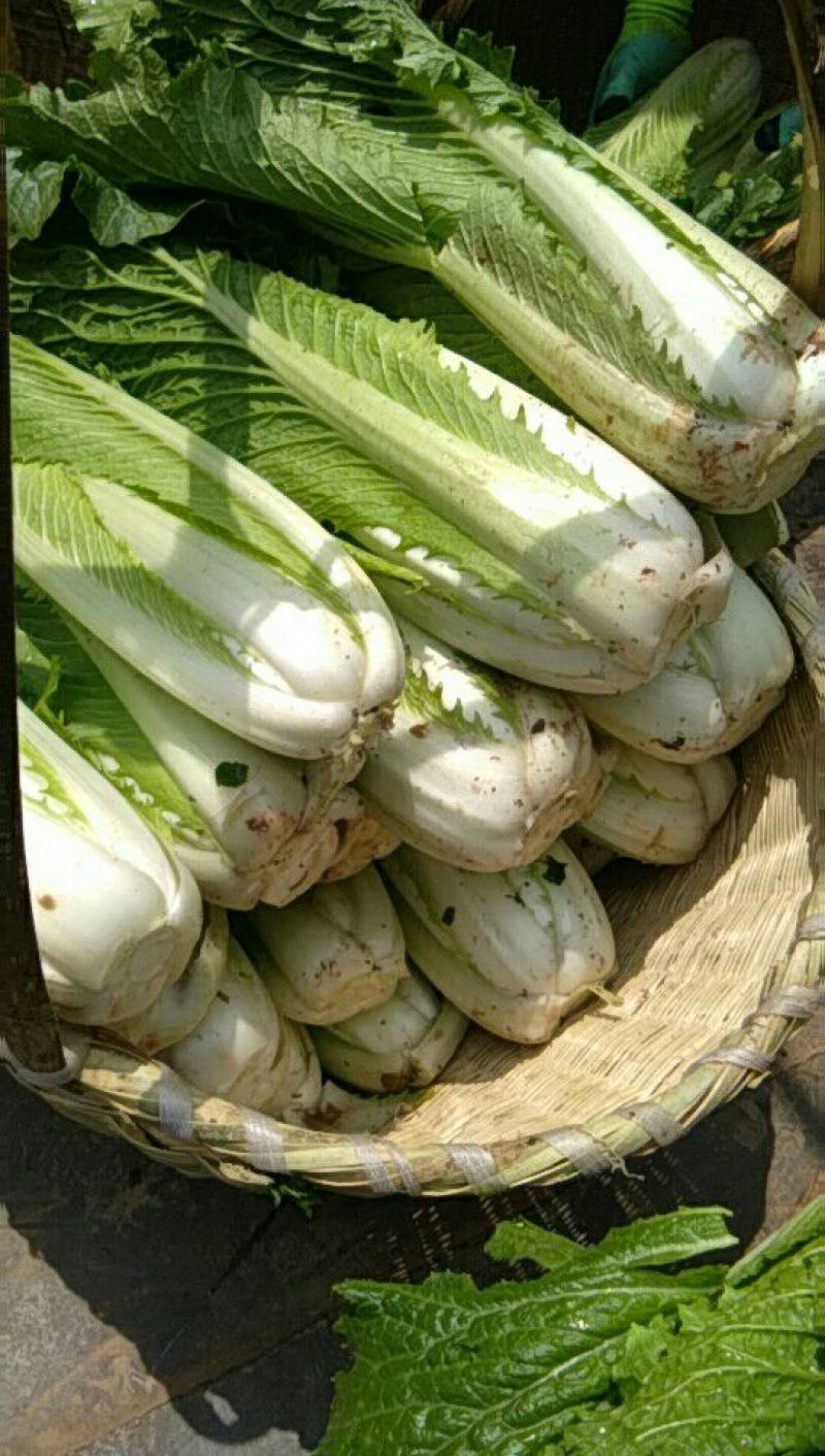 大白菜净菜3~5斤