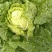 大白菜净菜3~5斤