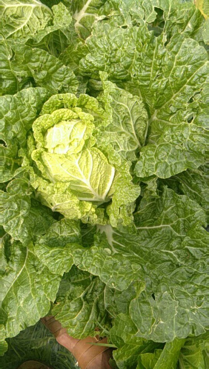 大白菜净菜3~5斤