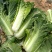 大白菜净菜3~5斤