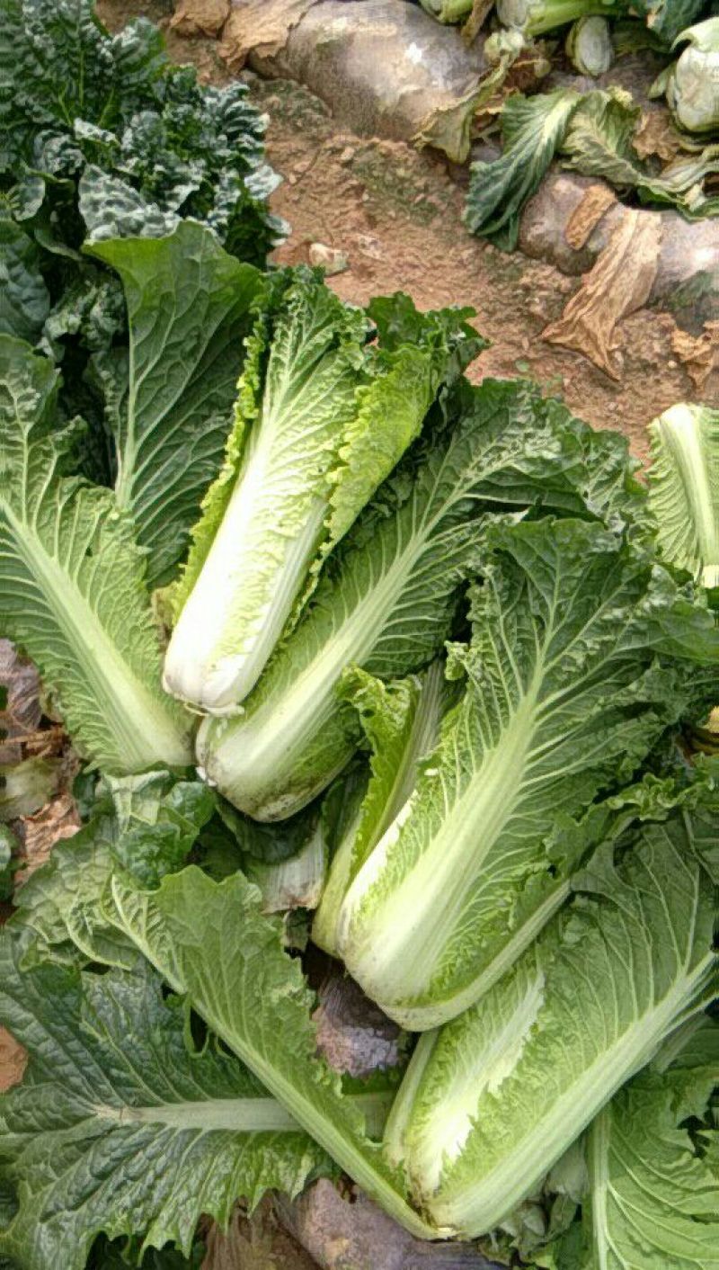 大白菜净菜3~5斤
