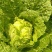 大白菜净菜3~5斤