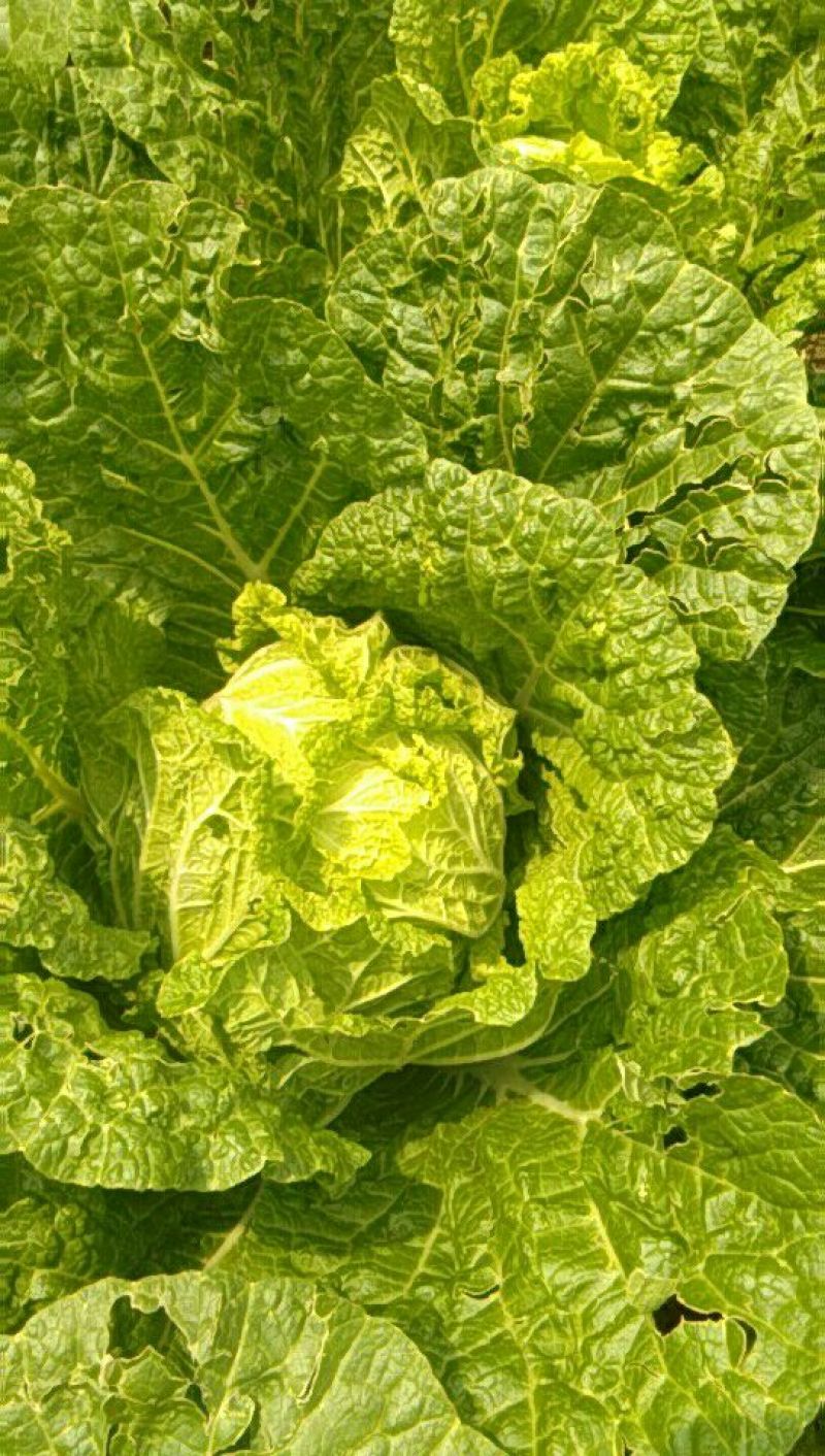 大白菜净菜3~5斤