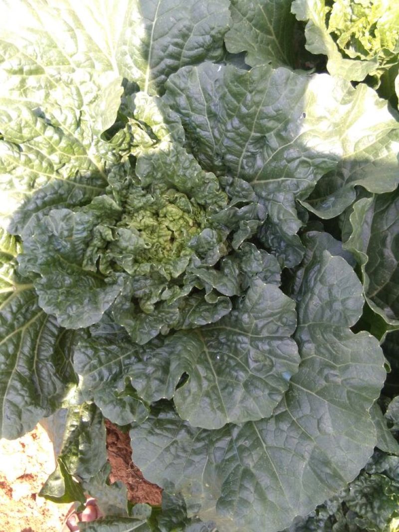 大白菜净菜3~5斤