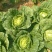 大白菜净菜3~5斤