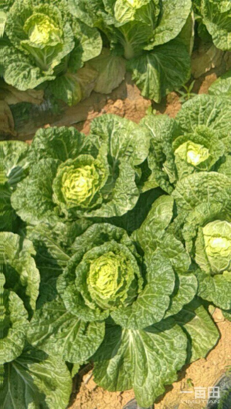 大白菜净菜3~5斤
