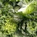 大白菜净菜3~5斤
