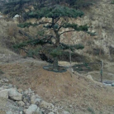 松树10~20cm