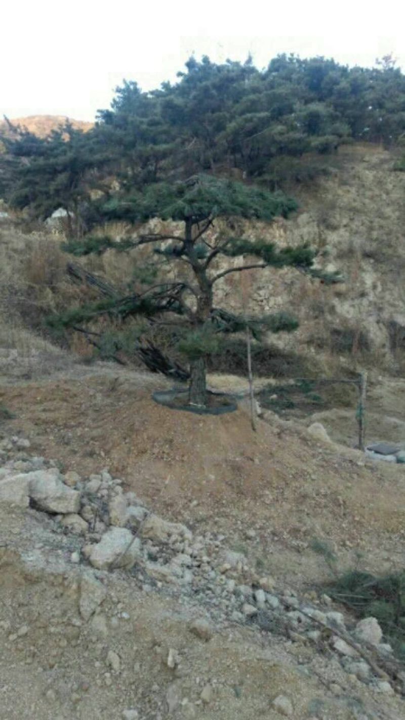 松树10~20cm