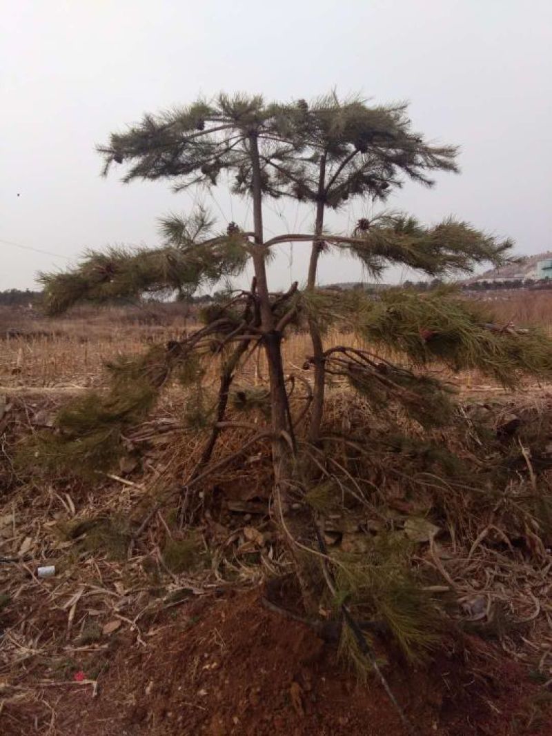 松树10~20cm