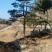 松树10~20cm