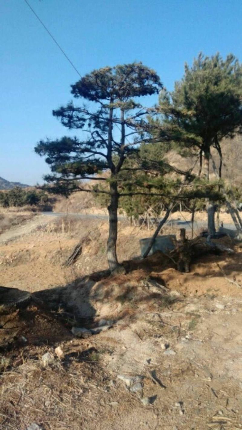 松树10~20cm