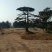 松树10~20cm