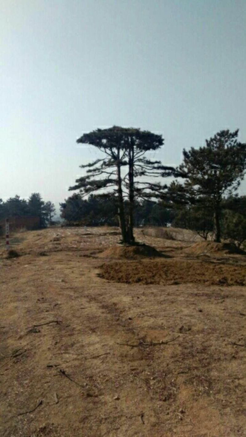 松树10~20cm