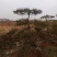 松树10~20cm