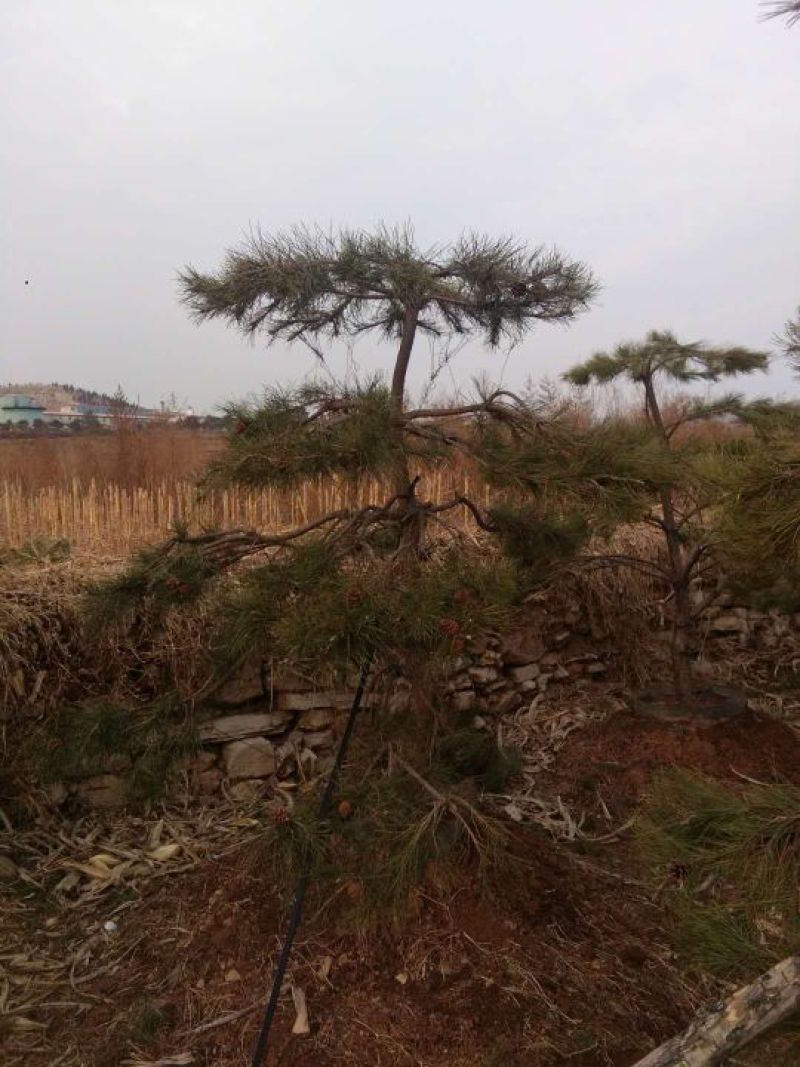 松树10~20cm
