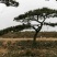 松树10~20cm