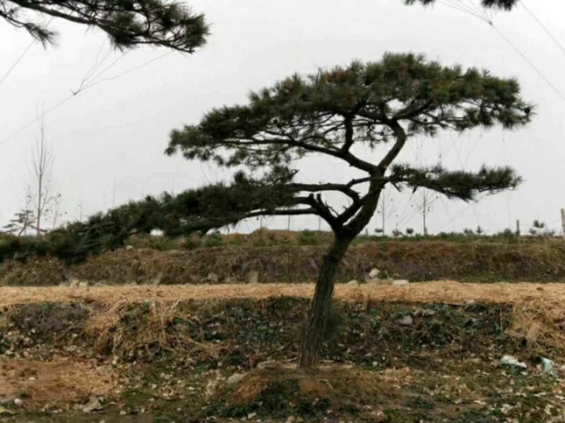 松树10~20cm