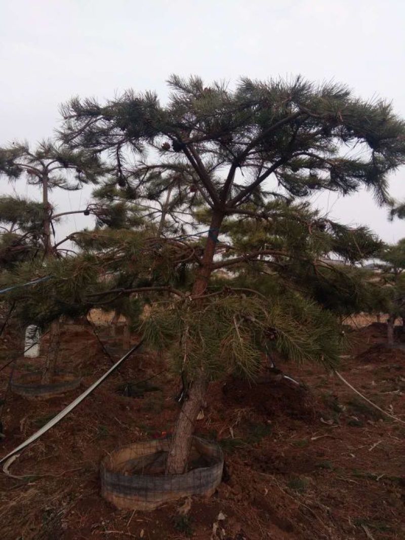 松树10~20cm