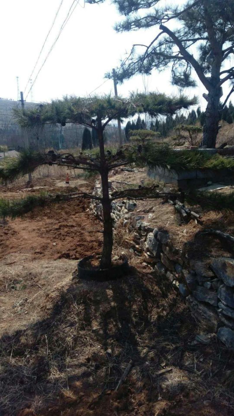 松树10~20cm