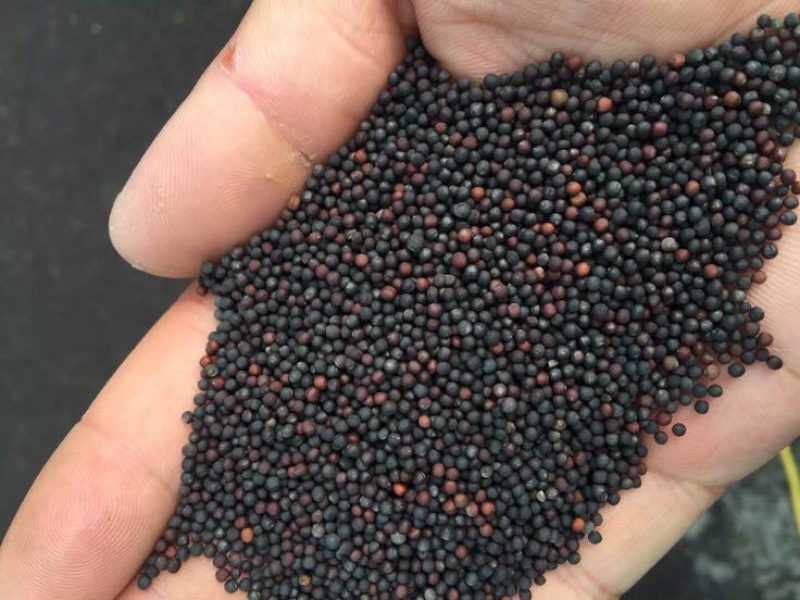菜籽精选苏北油菜籽