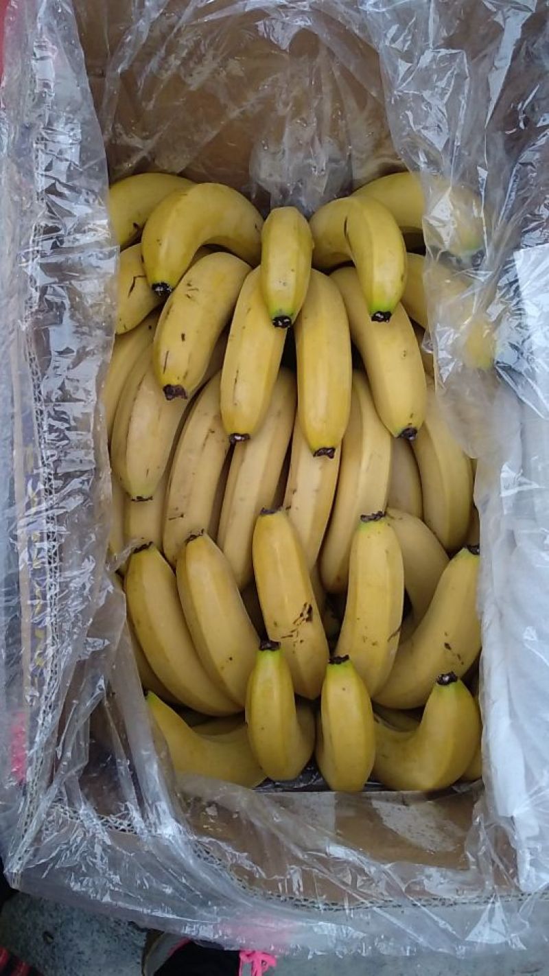 河口香蕉八成熟