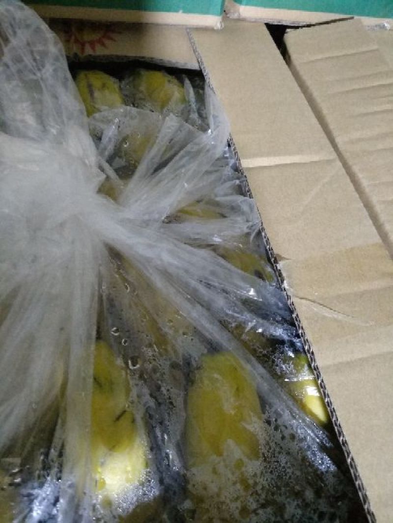 河口香蕉八成熟