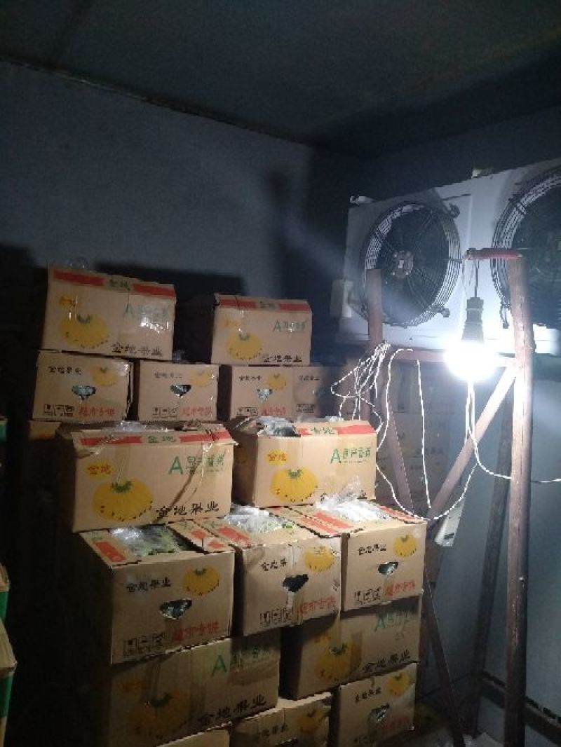 河口香蕉八成熟