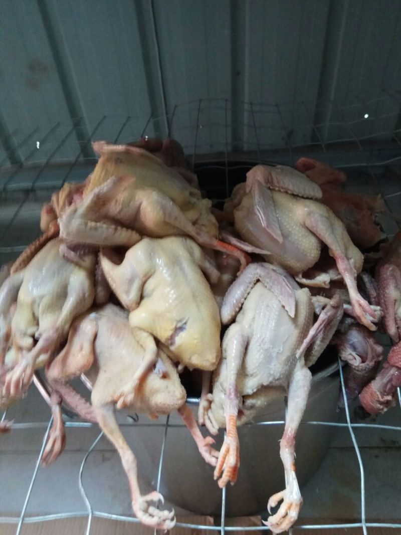 冰冻乳鸽新鲜的，中药喂养更健康