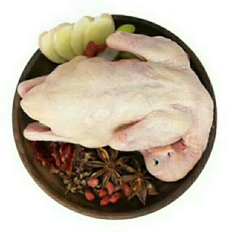 冰冻乳鸽新鲜的，中药喂养更健康