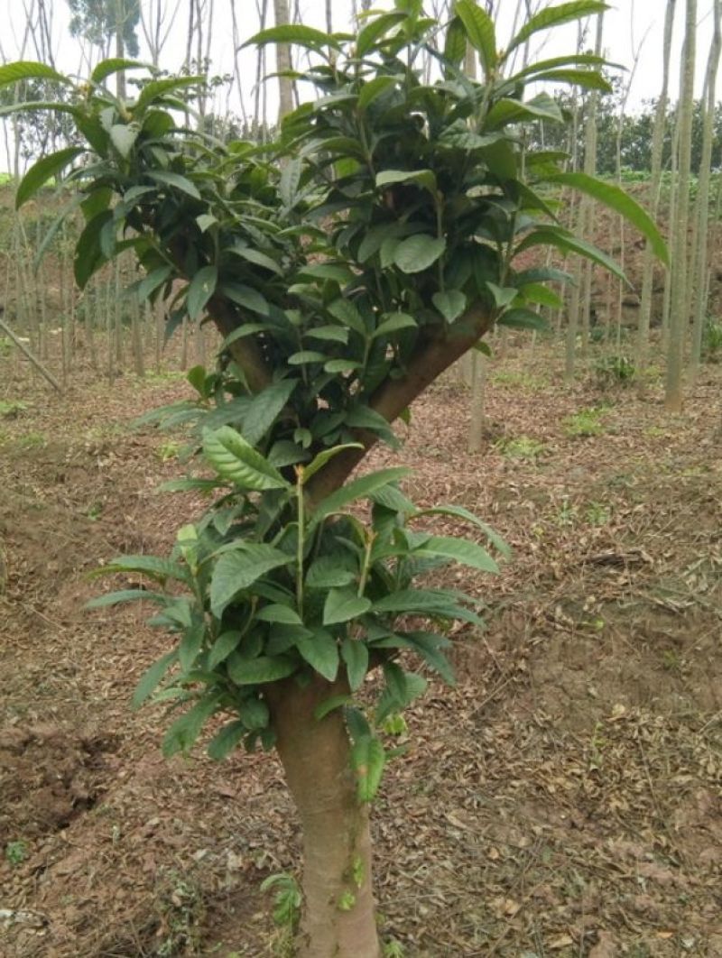 枇杷树111~140cm