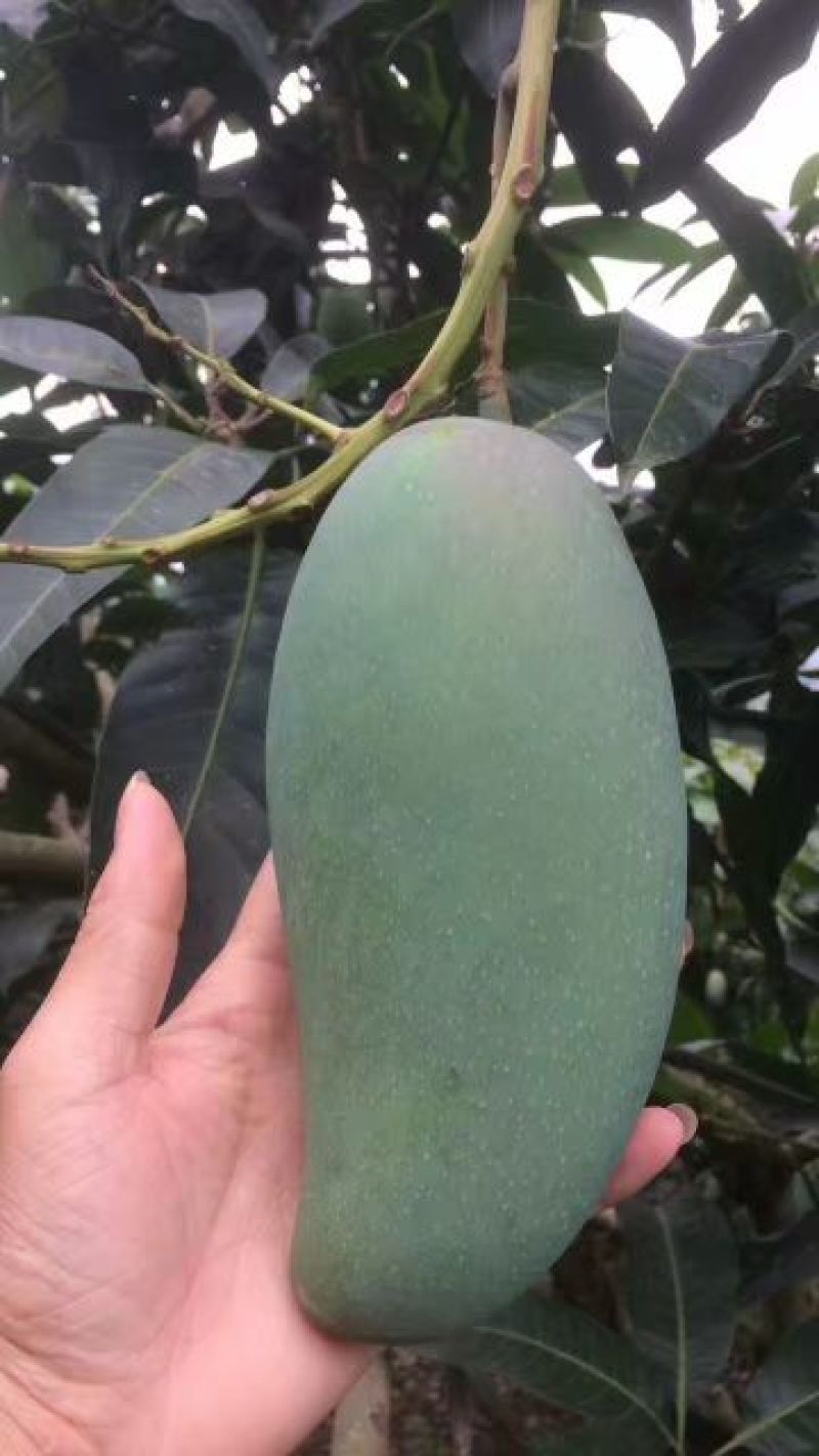 9年】云南金煌芒大青芒上市中欢迎洽谈合作