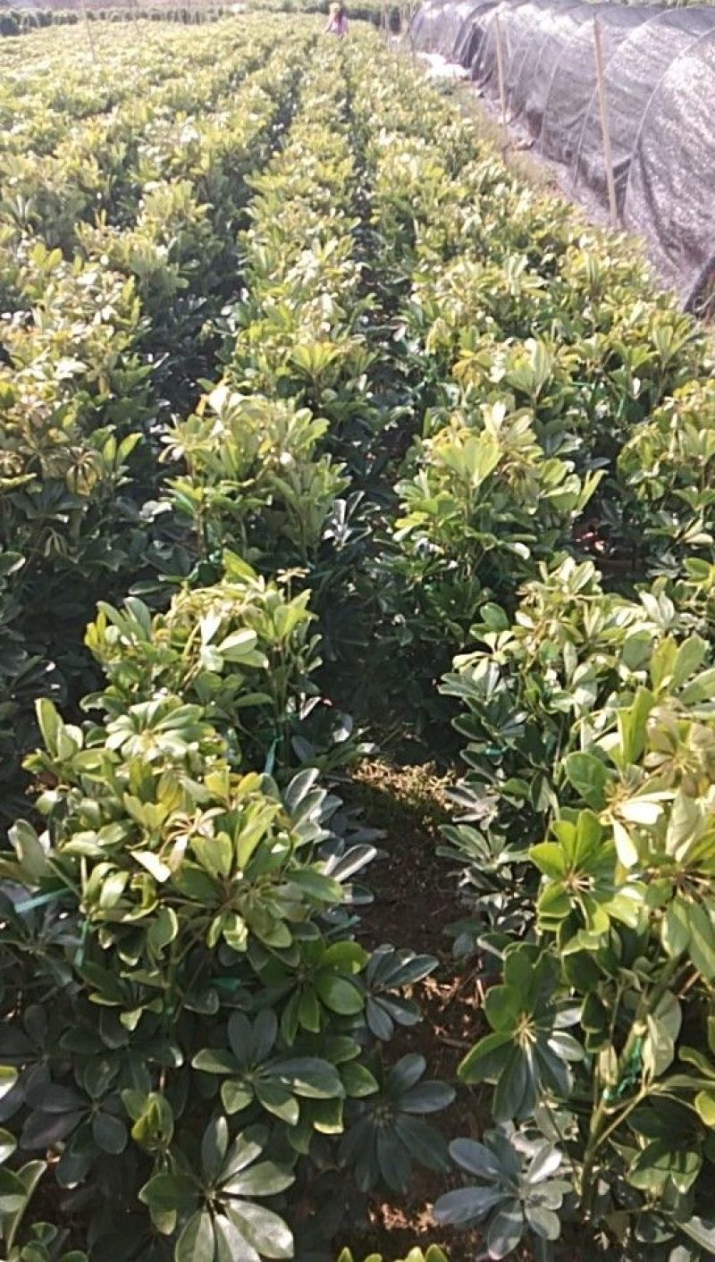 鹅掌柴叶片好，范围大