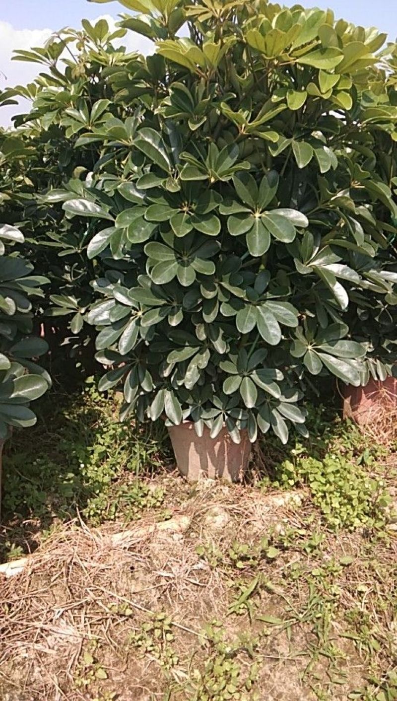 鹅掌柴叶片好，范围大