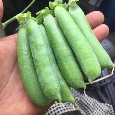 甜脆豌豆饱满