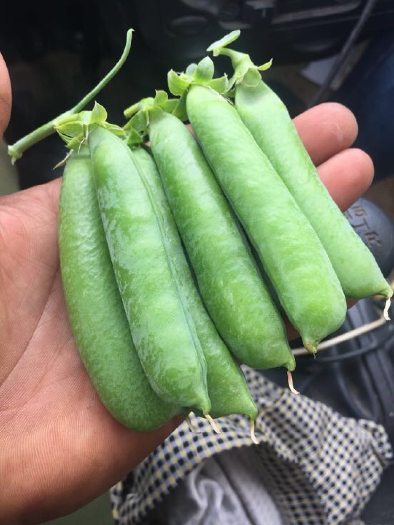 甜脆豌豆饱满