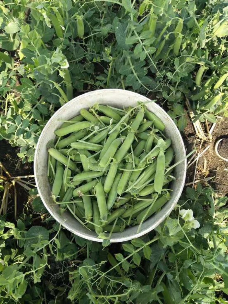 甜脆豌豆饱满