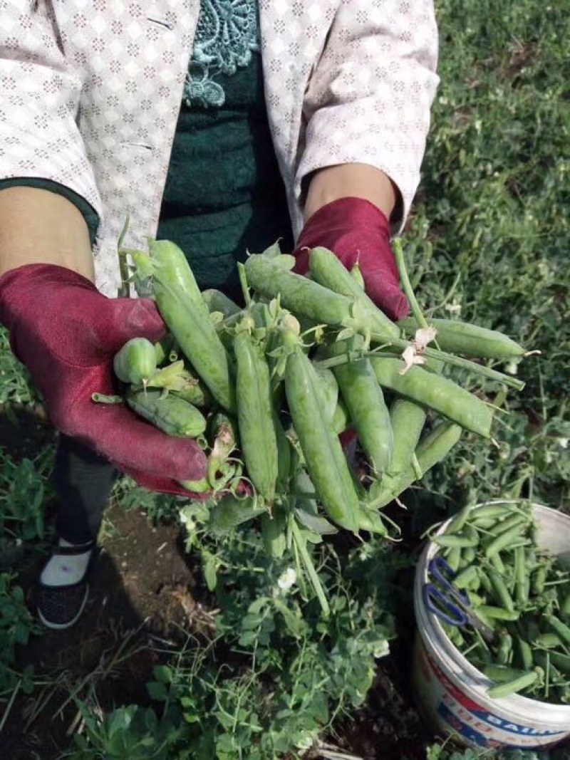 甜脆豌豆饱满