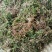 阴地蕨野生绿色，水洗烤干无硫统货20斤包邮，质量保证。