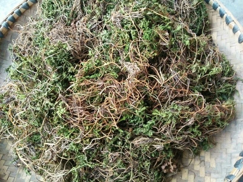 阴地蕨野生绿色，水洗烤干无硫统货20斤包邮，质量保证。