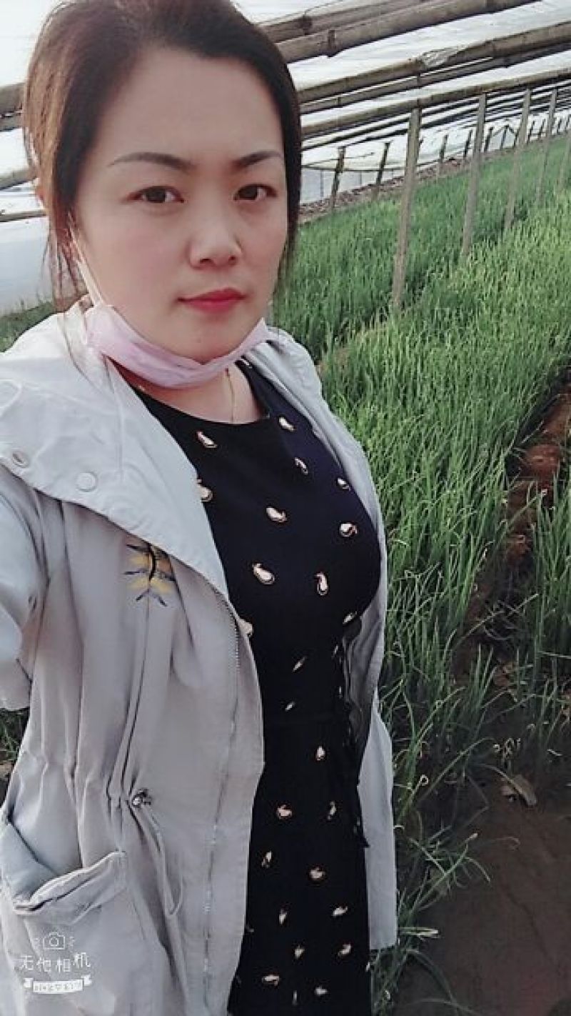 优质钢葱苗，各种耐高低温葱籽，基地直供保质量