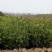 八月桂高1——2米规格齐全量大从优包成活桂花树